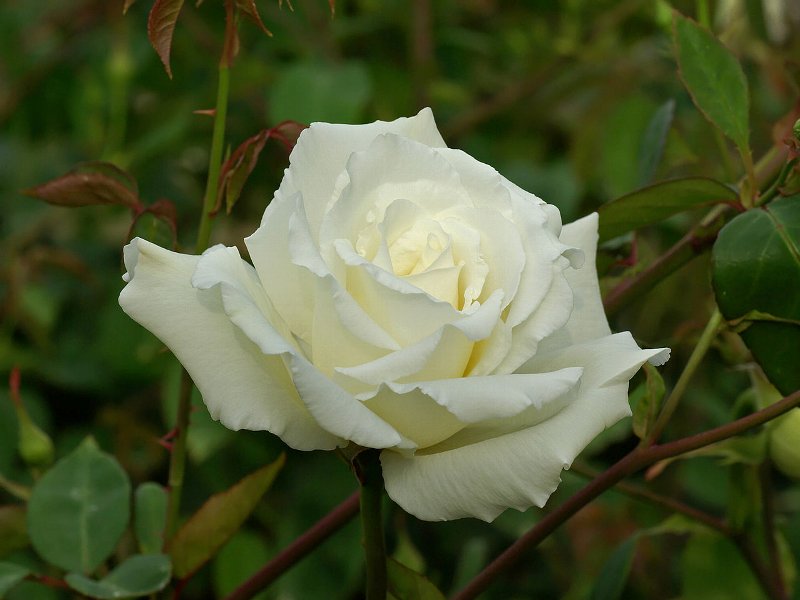 バラ,伊奈町の花