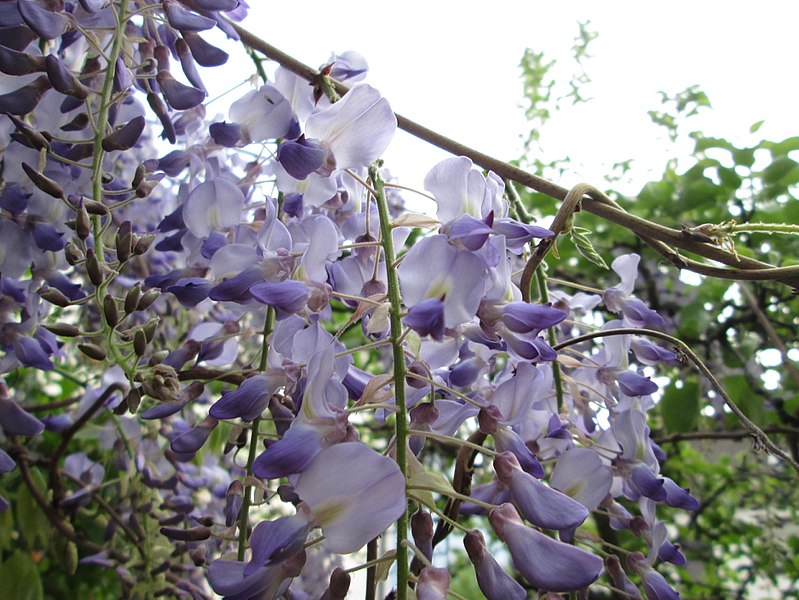 ふじ,富士見市の花