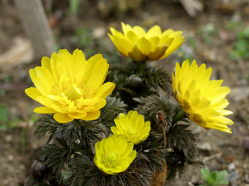 福寿草,小川町の花