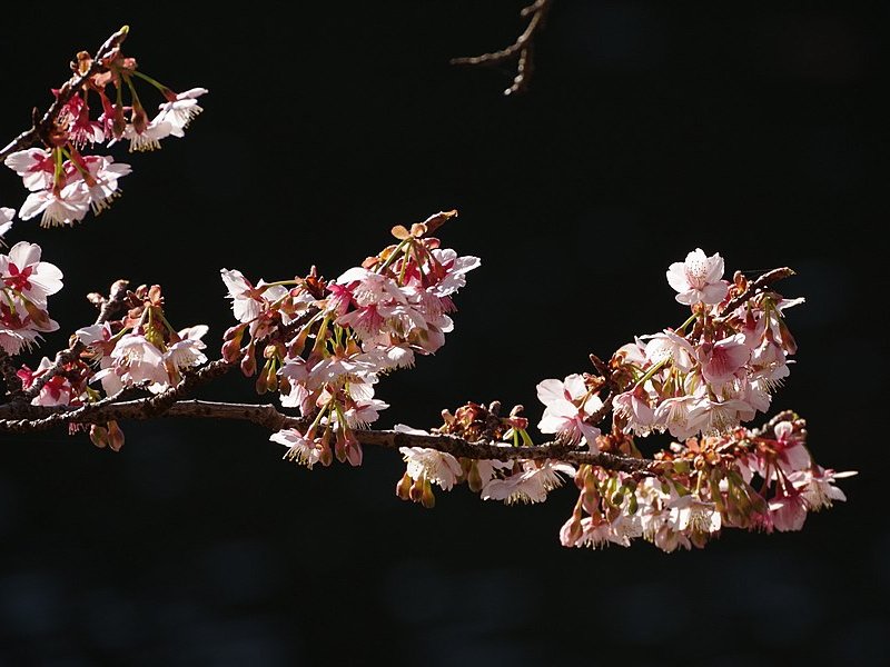 冬桜,神川町の木