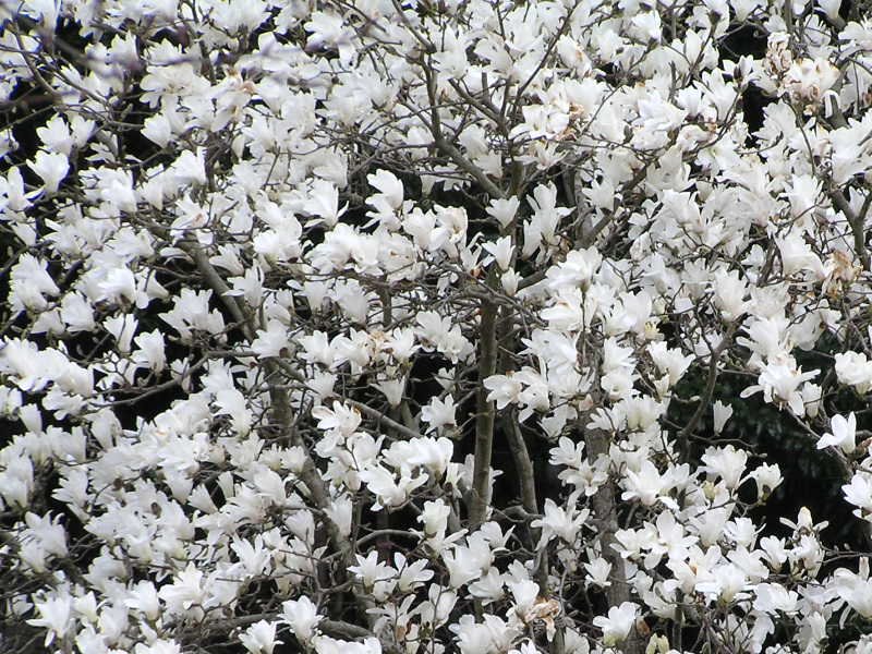 ハクモクレン,宮代町の花