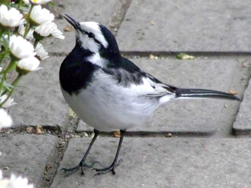 ハクセキレイ,八潮市の鳥