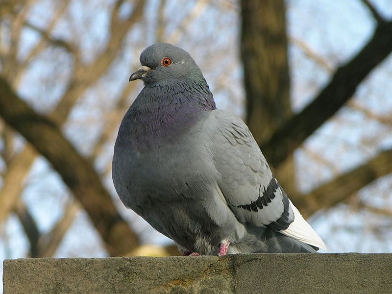 ハト,鳩山町の鳥