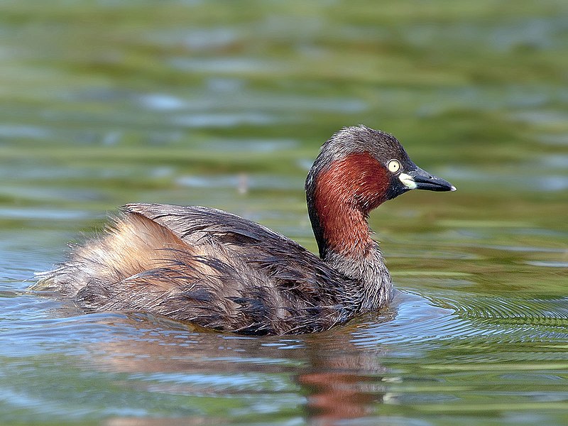 カイツブリ,三郷市の鳥