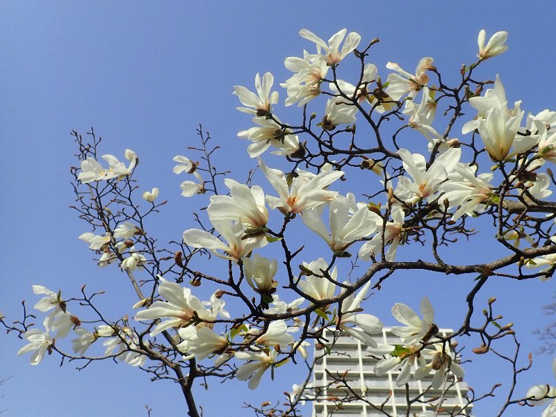 コブシ,新座市の花