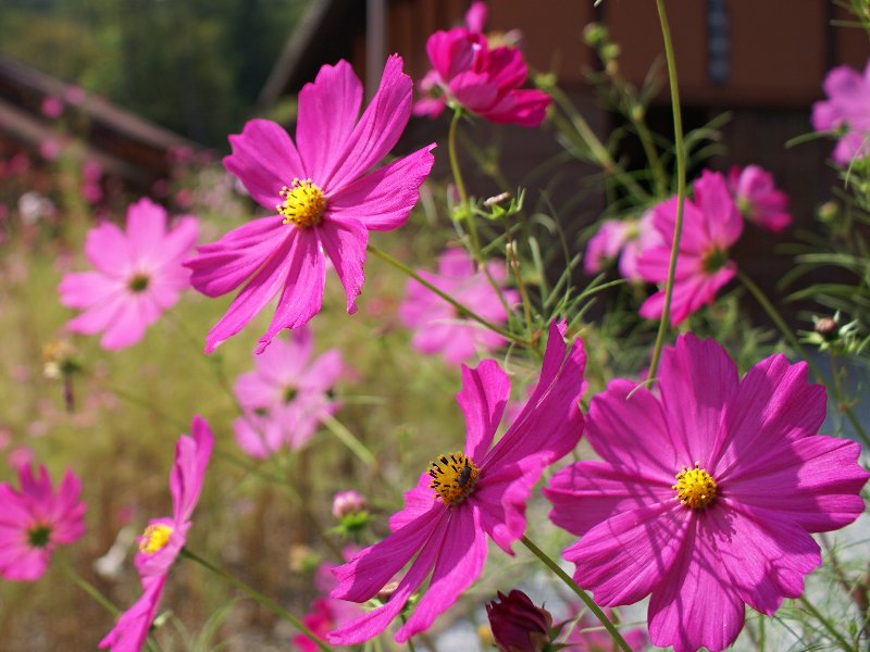 コスモス,久喜市の花