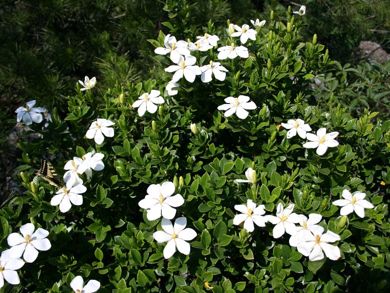 くちなし,八潮市の花