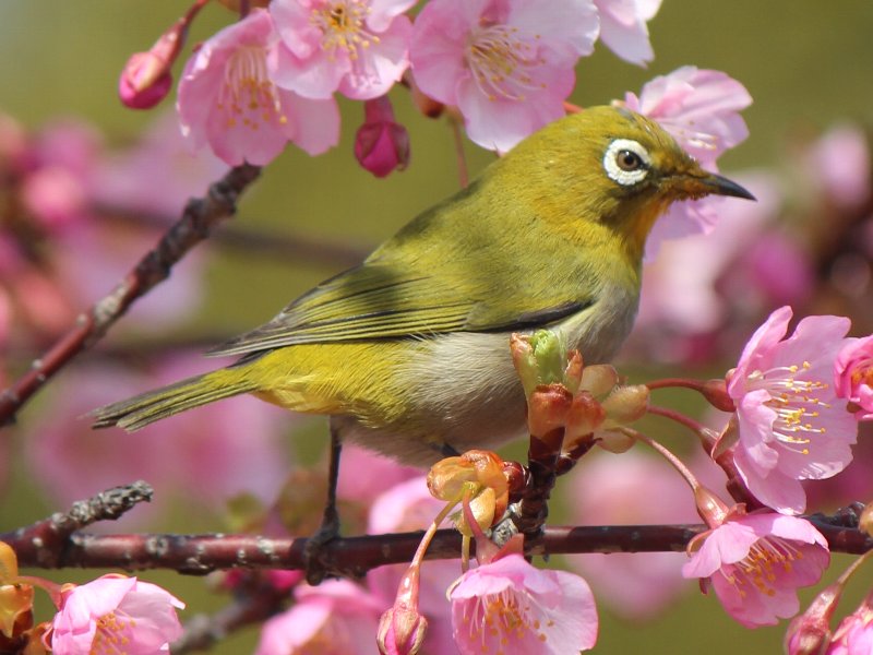 メジロ,皆野町の鳥