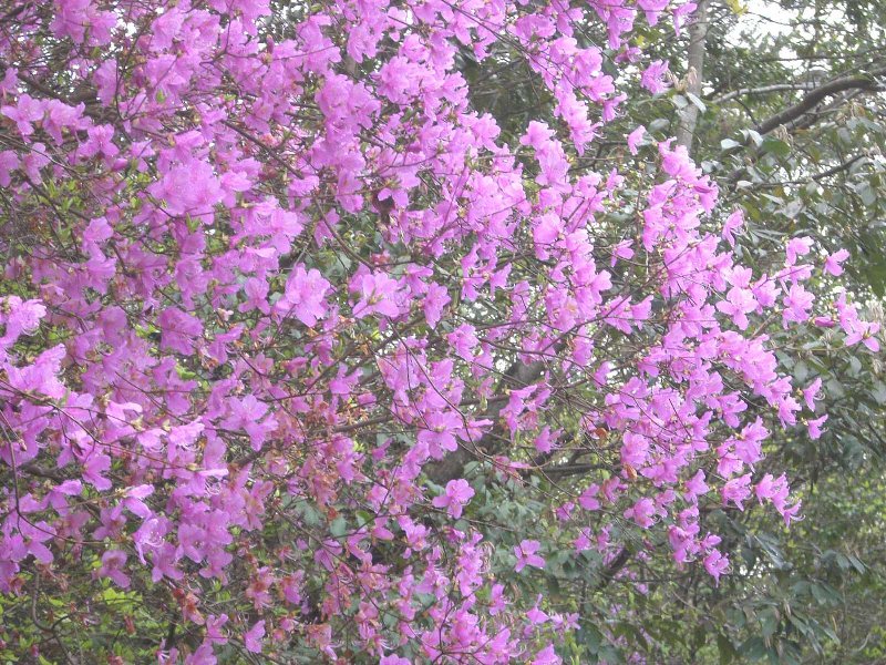 ミツバツツジ,ときがわ町の花