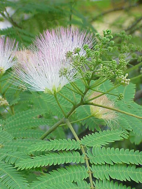 合歓（ねむ）,皆野町の花