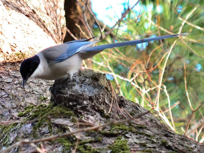 おなが,狭山市の鳥