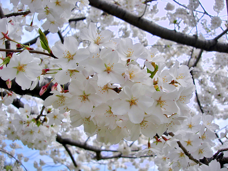 さくら,長瀞町の花