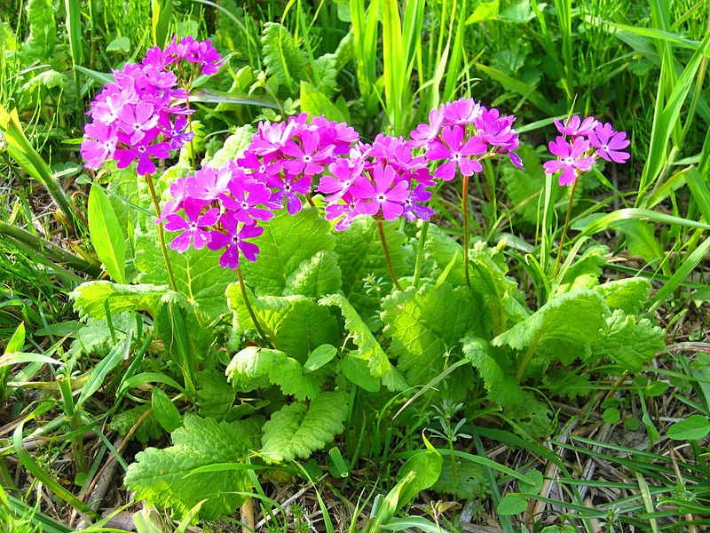 サクラソウ,さいたま市の花