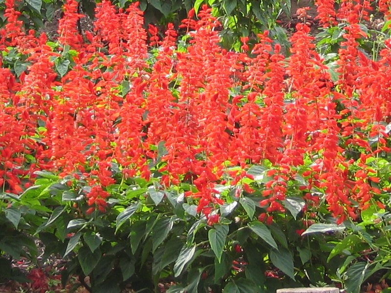 サルビア,上里町の花