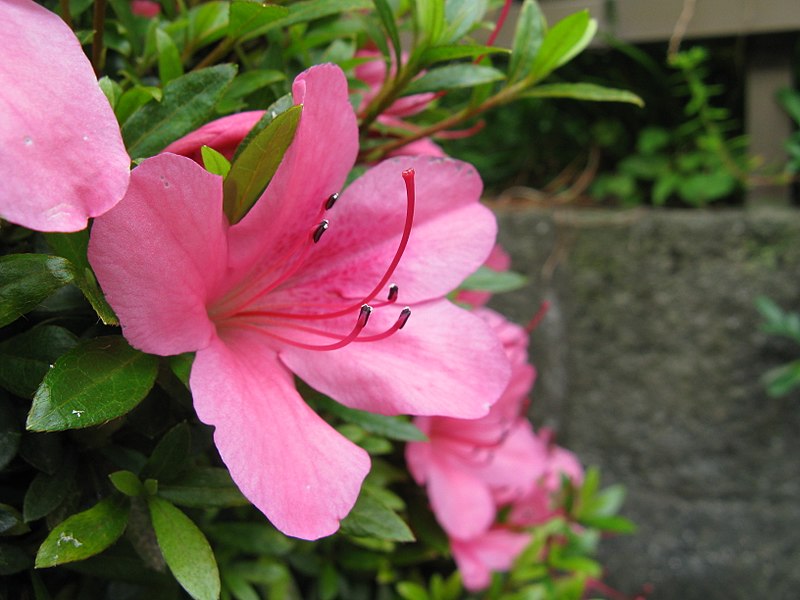 サツキ,吉川市の花