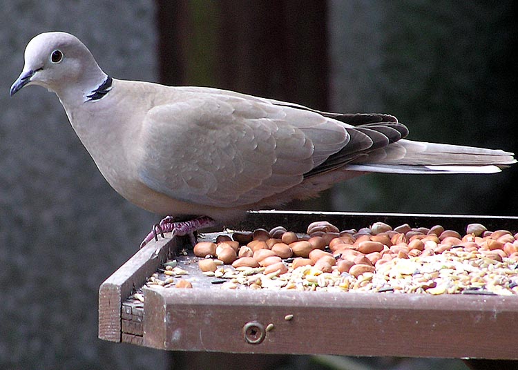 シラコバト,越谷市の鳥