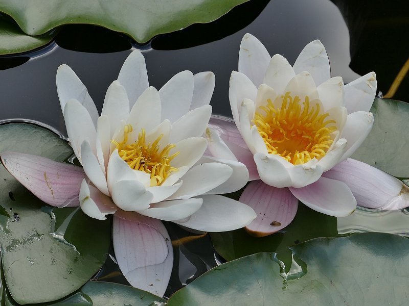 すいれん,蓮田市の花