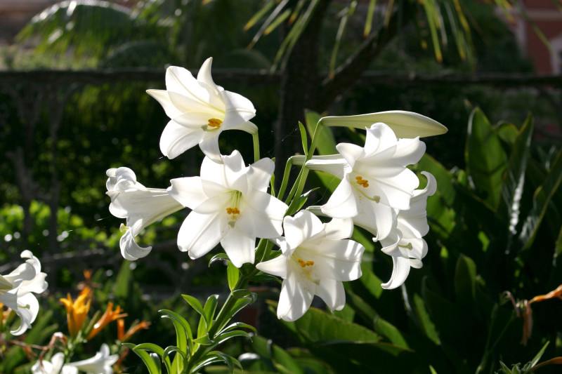 鉄砲百合,川口市の花