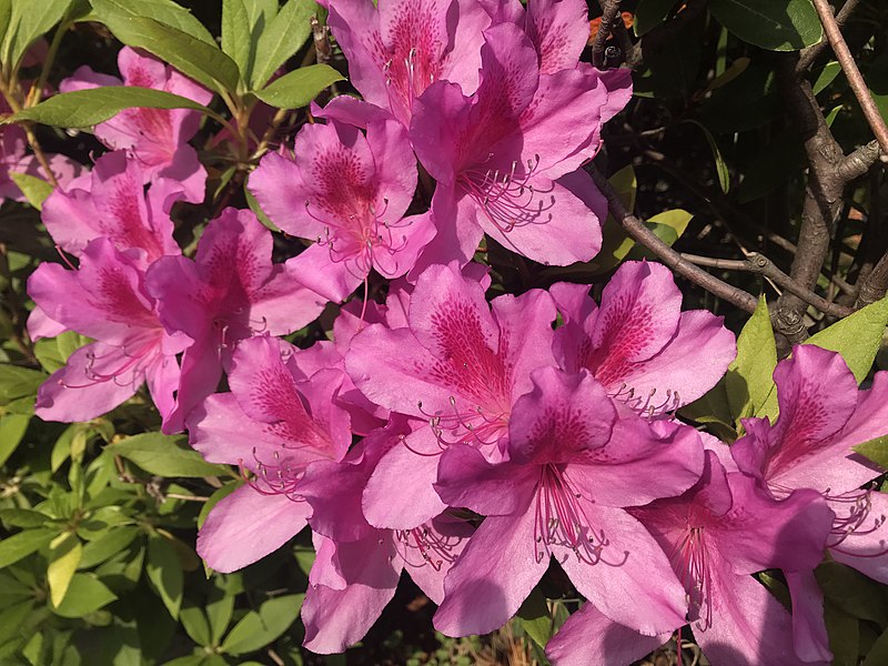 ツツジ,吉川市の花