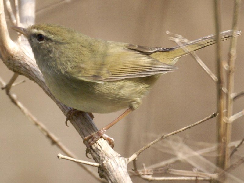 うぐいす,越生町の鳥