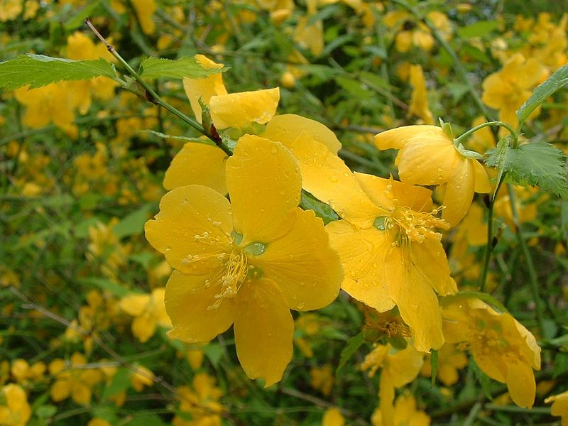 やまぶき,越生町の花