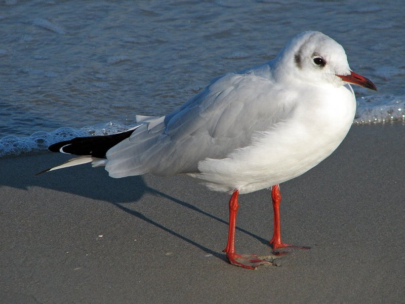 ユリカモメ,春日部市の鳥